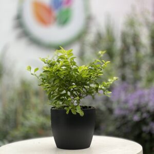Duranta