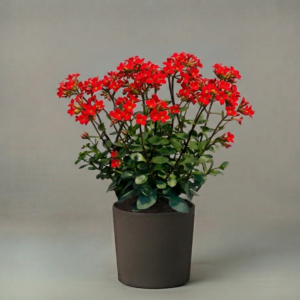 Kalanchoe