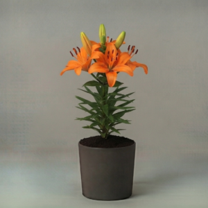 Lilium