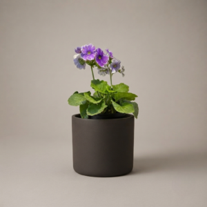 Primula