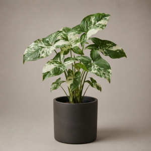 Syngonium albo