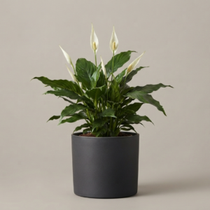 Spathiphyllum