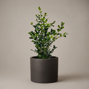 Buxus