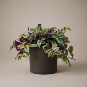 Tradescantia