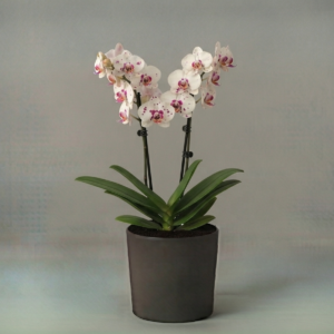 Orquídea Phalaenopsis