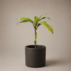Dracena Kiwi