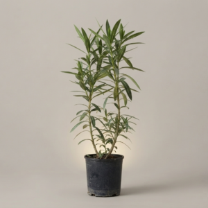 Laurel