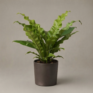 Asplenium