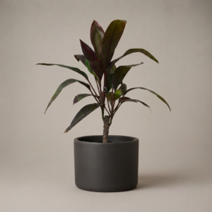 Dracena Rubra