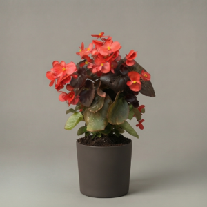 Flor de azúcar