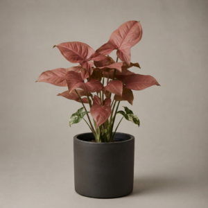 Syngonium Red