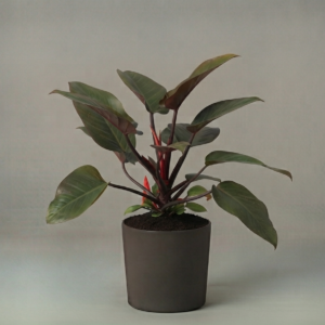 Filodendro Red