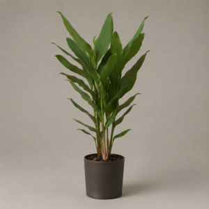 Alpinia