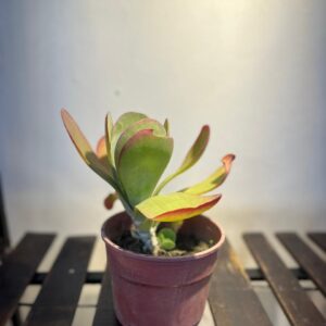 Kalanchoe Thyrsiflora