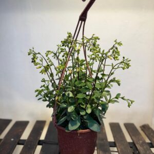 Kalanchoe