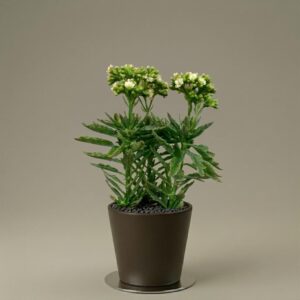 Kalanchoe