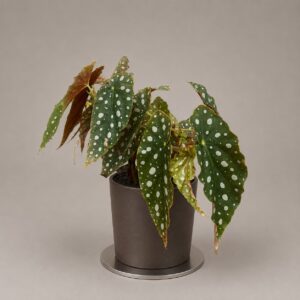 Begonia Maculata
