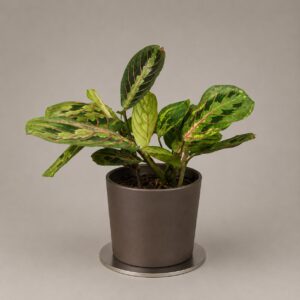 Calatea Maranta