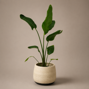 Strelitzia Nicolai