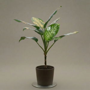 Dieffenbachia 