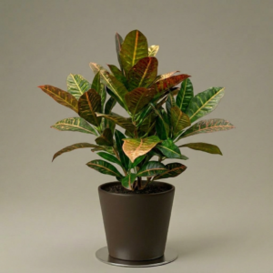 Croton Petra