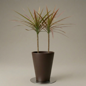 Marginata Tricolor