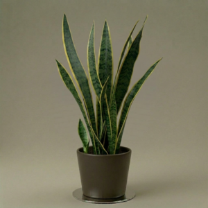 Sansevieria