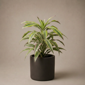 Dracena Kiwi