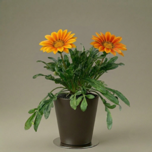 Gazania Rigens