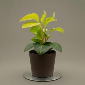 Peperomia