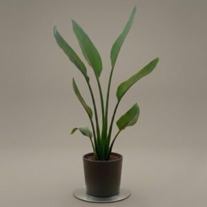 Strelitzia Reginae