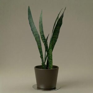 Sansevieria
