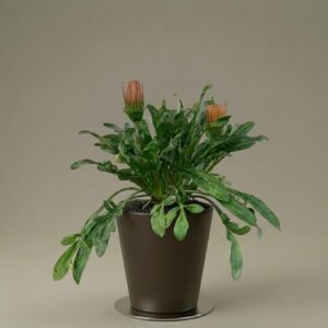 Gazania Rigens