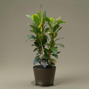 Croton fideo