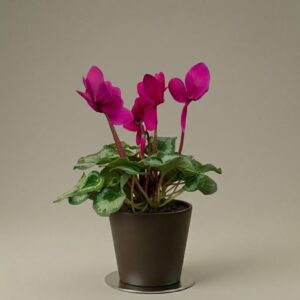 Violeta de los Alpes