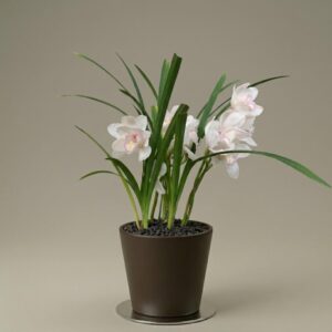 Cymbidium Orquídea