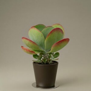 Kalanchoe Thyrsiflora