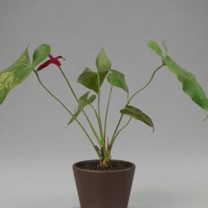 Anthurium