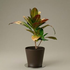 Croton Petra