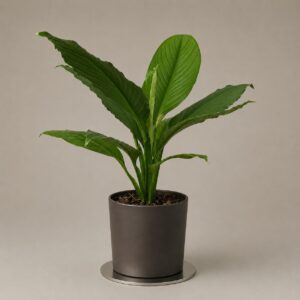 Spathiphyllum Sensacion
