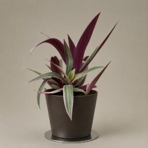 Tradescantia pink