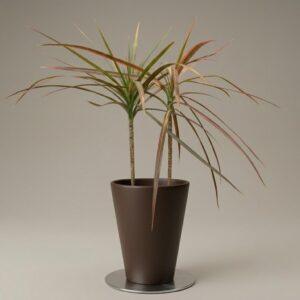 Marginata Tricolor