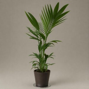 Seafortia