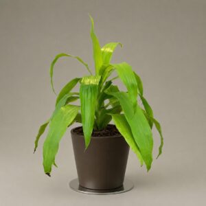Dracena Lemon