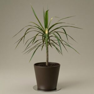 Marginata