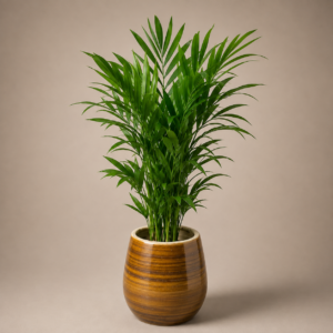 Areca