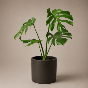 Monstera